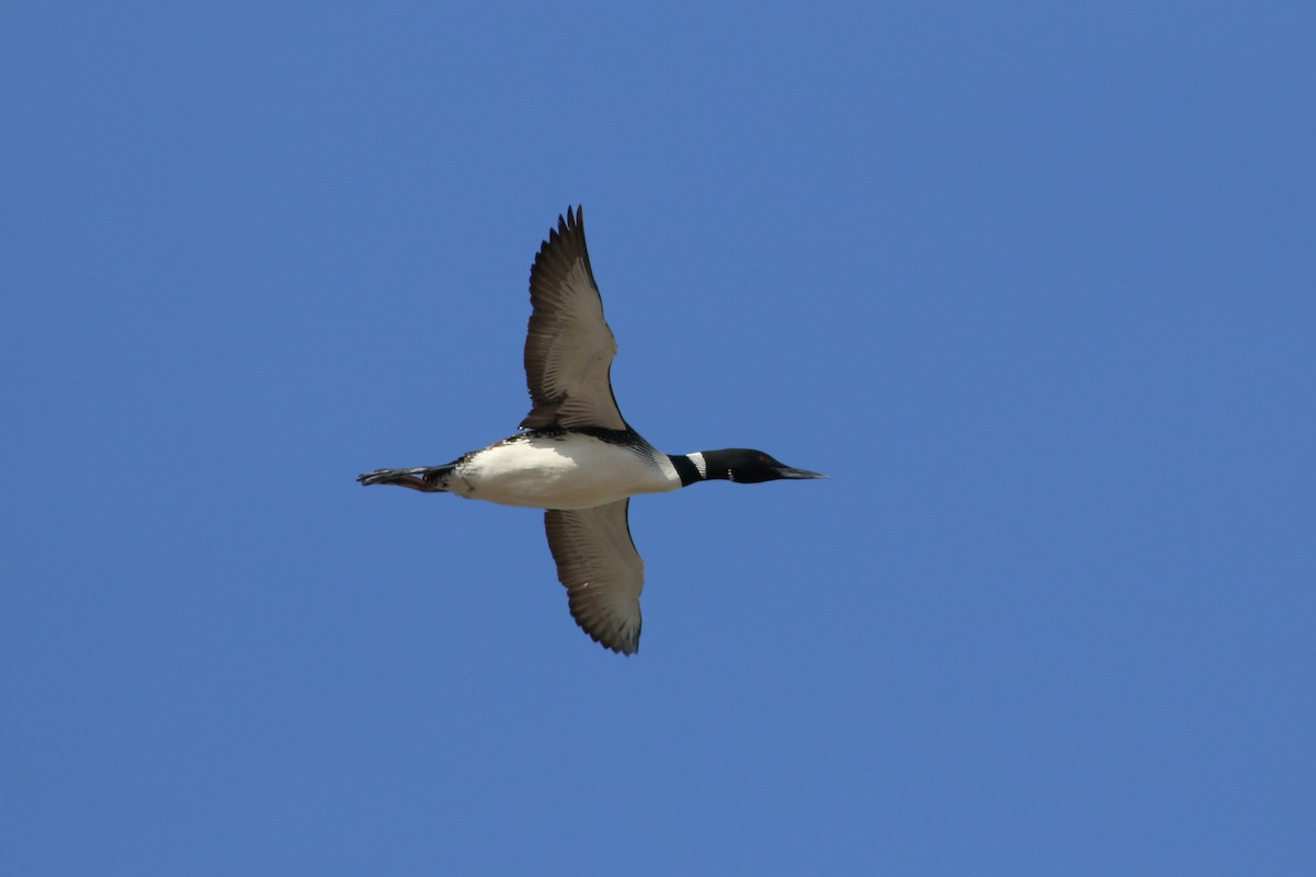 Common Loon - ML646705766