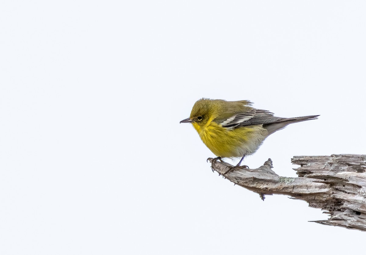 Сосновая древесница - ML646705768