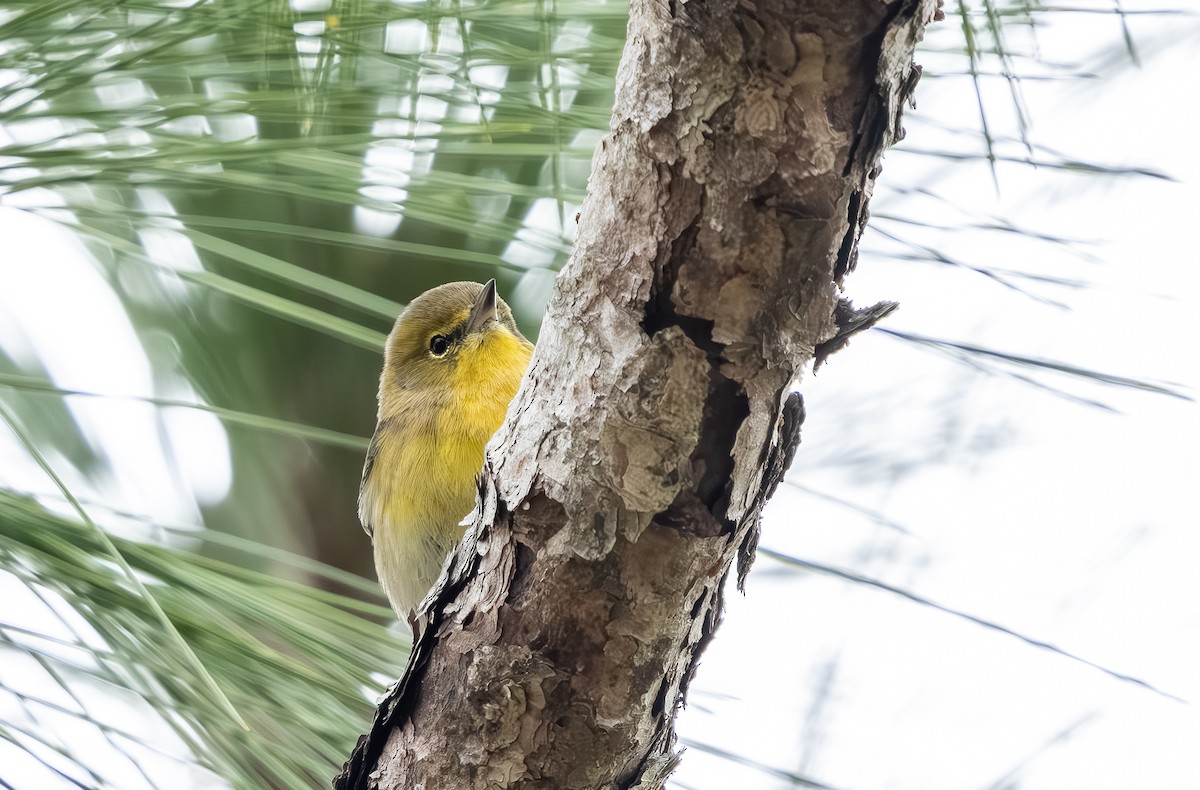 Сосновая древесница - ML646705769