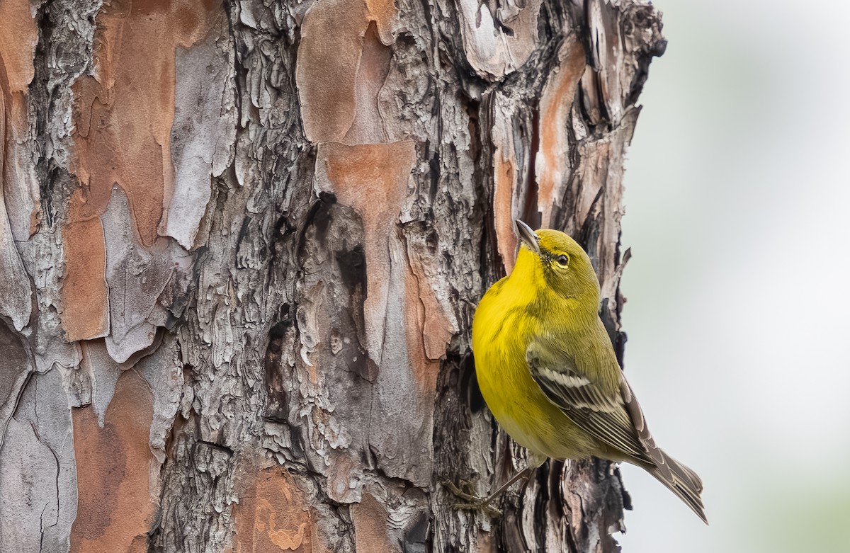 Сосновая древесница - ML646705770