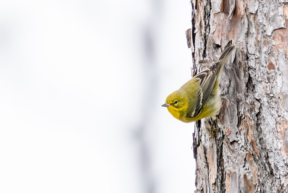 Сосновая древесница - ML646705771