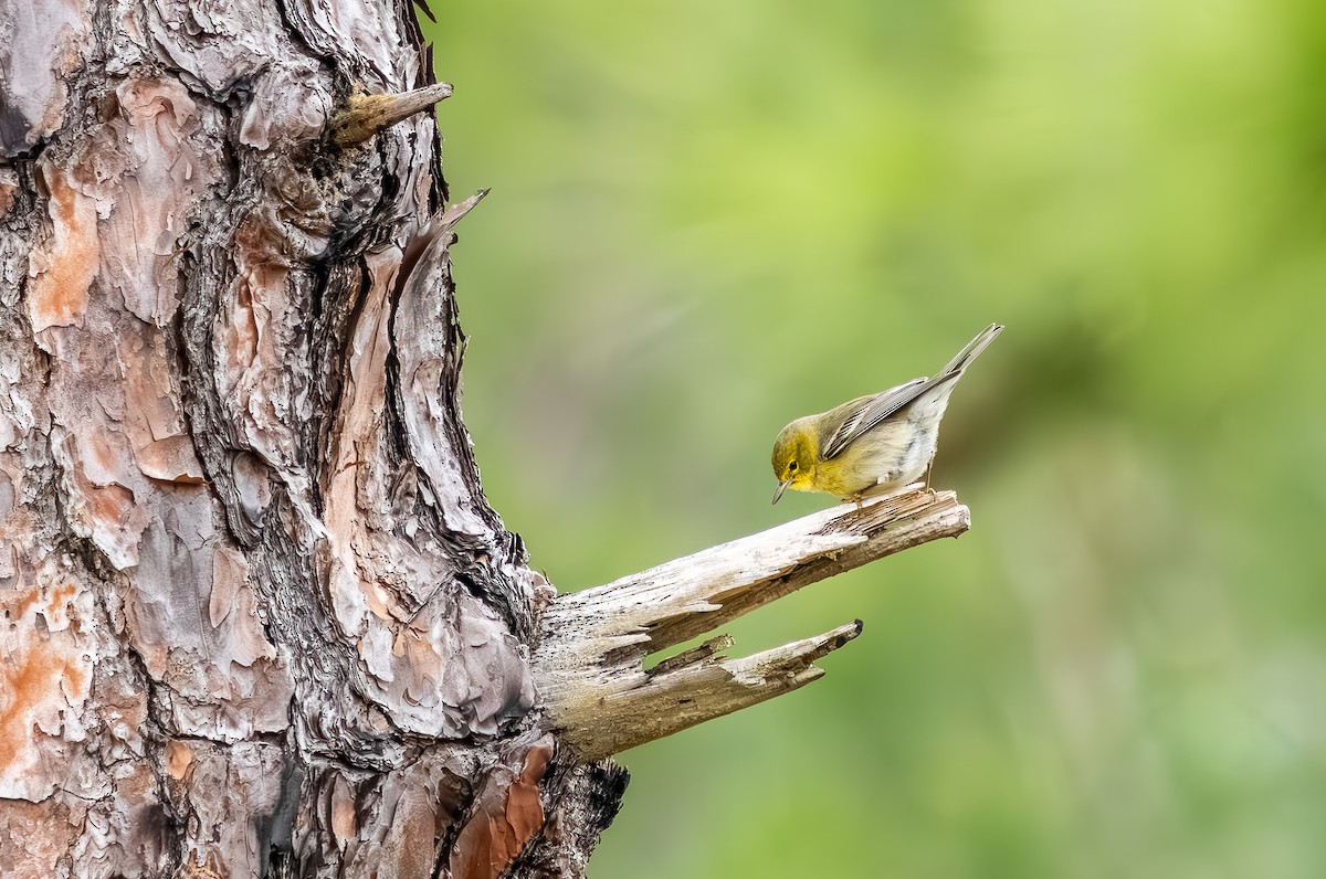 Сосновая древесница - ML646705772