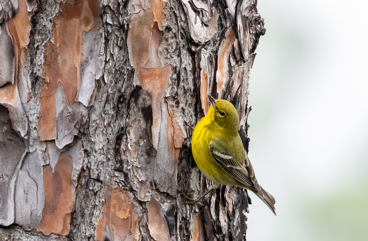 Сосновая древесница - ML646705773