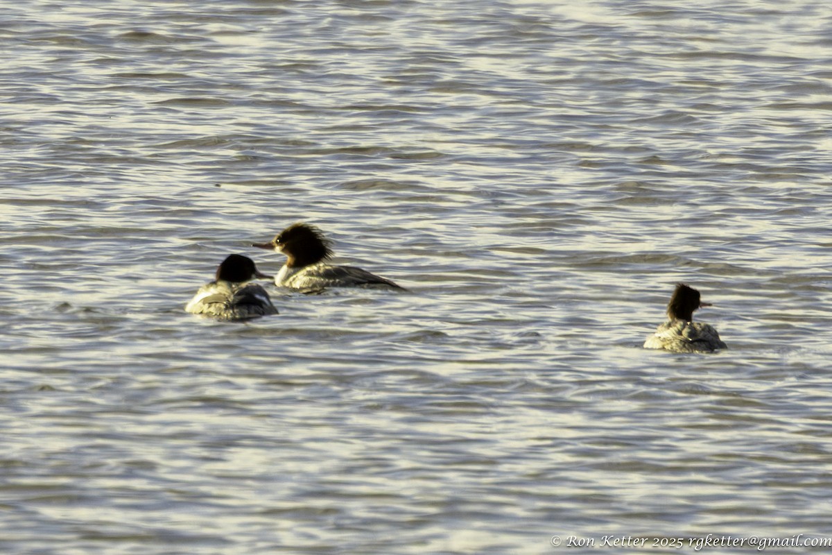 morčák velký - ML646705775