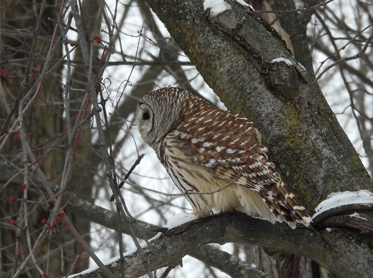 puštík proužkovaný - ML646705778