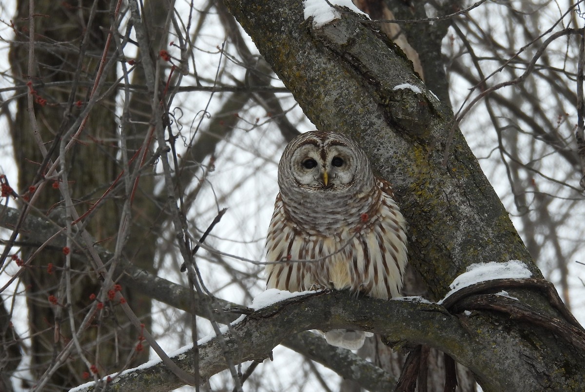 puštík proužkovaný - ML646705779
