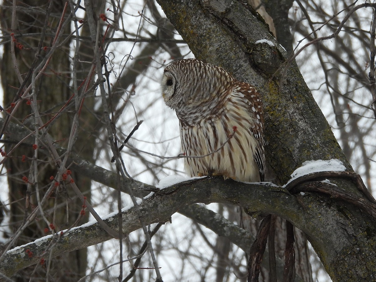 puštík proužkovaný - ML646705780