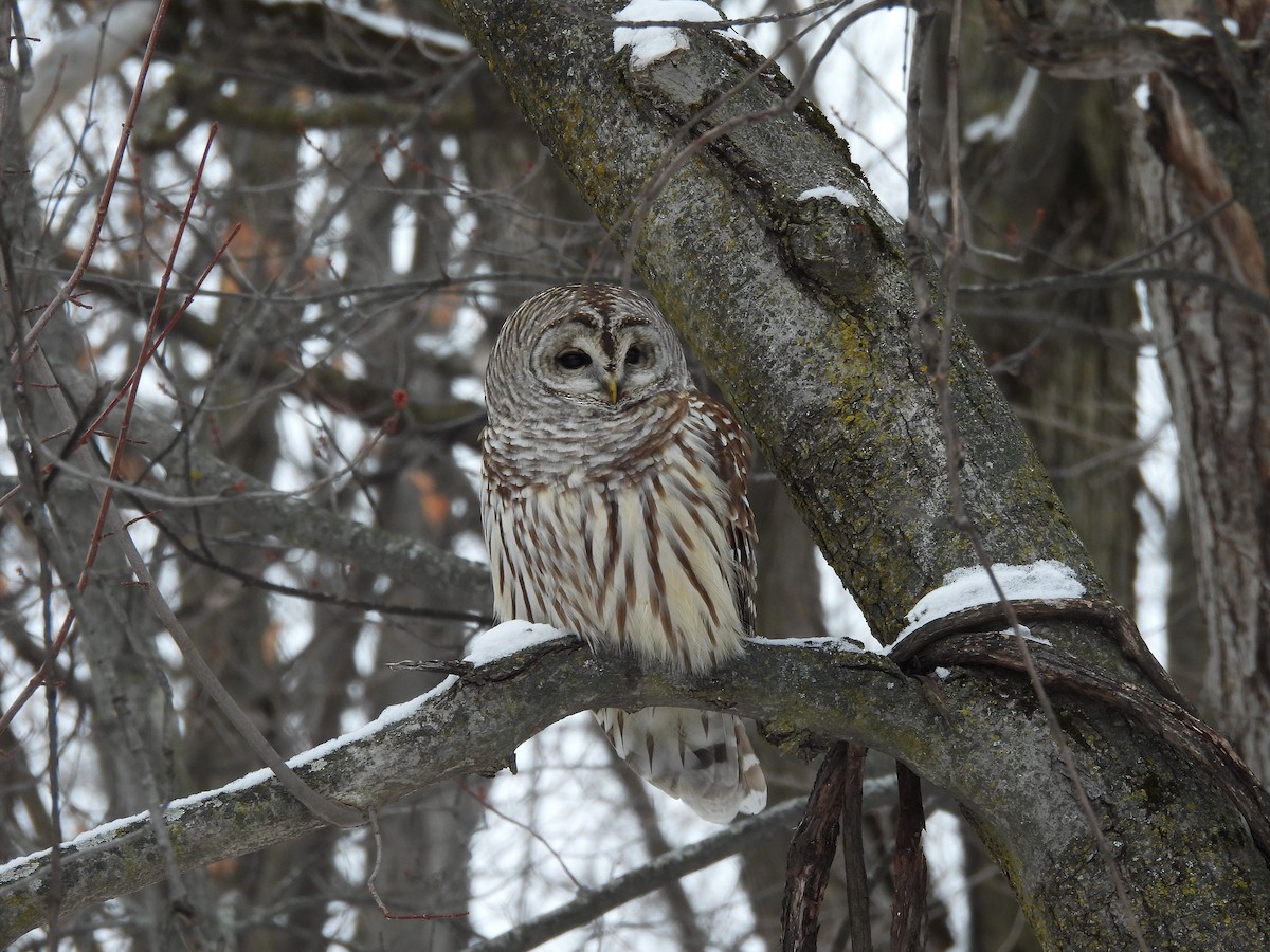 puštík proužkovaný - ML646705781