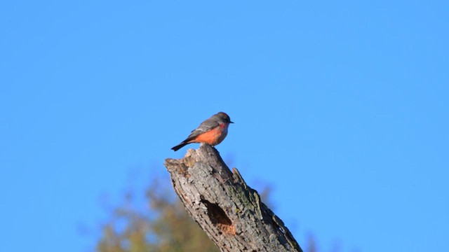 Vermilion Flycatcher - ML646705782