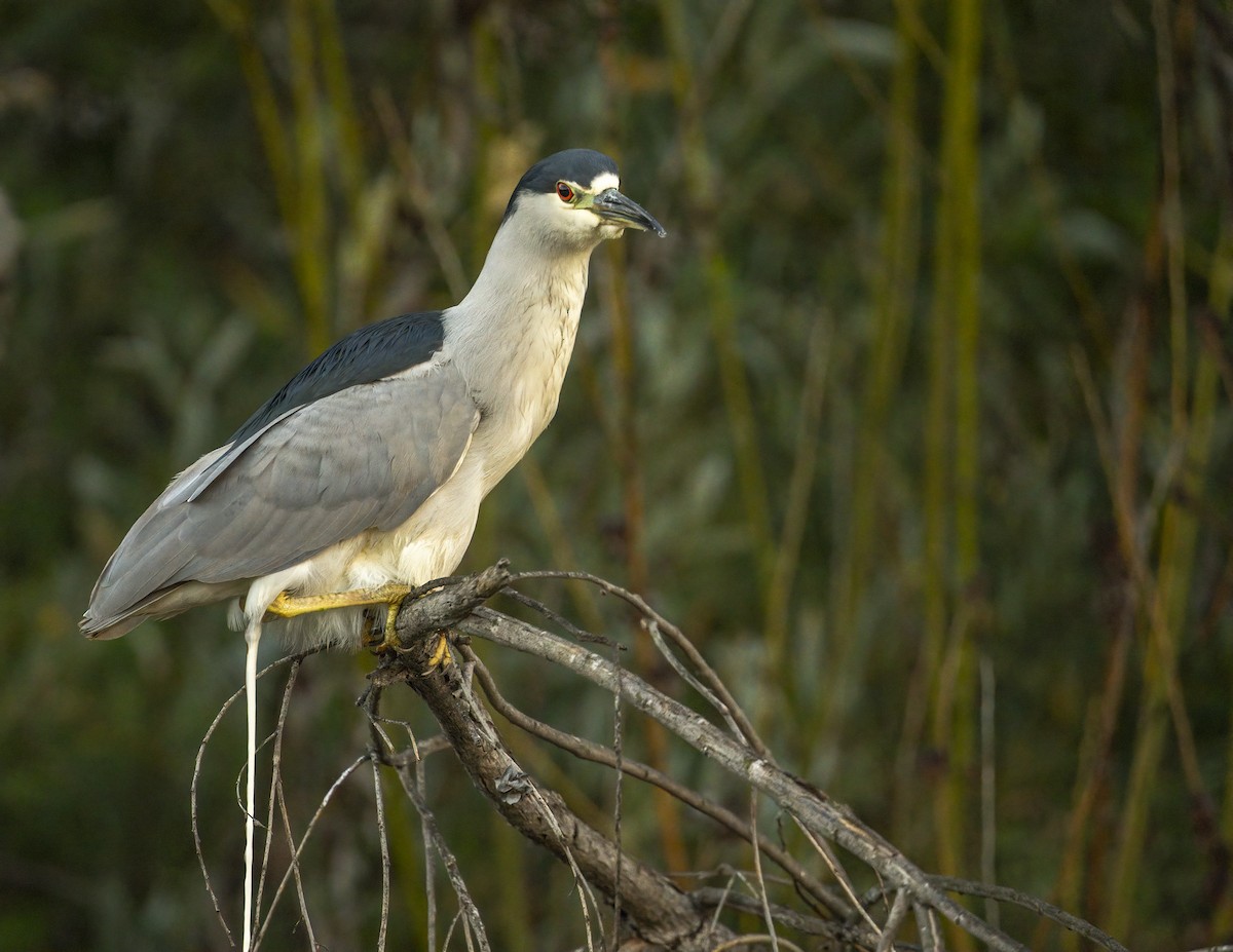 Кваква - ML646705783