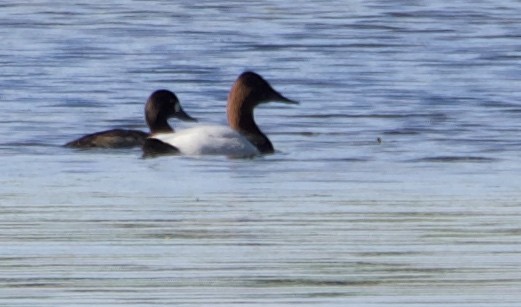 Canvasback - ML646705785