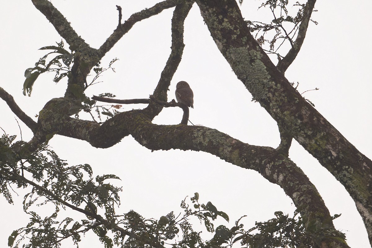 モリスズメフクロウ - ML646705786