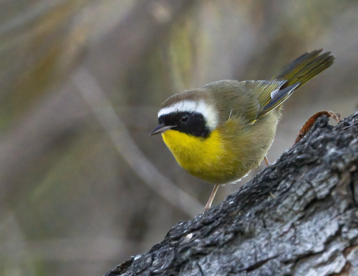 Северная желтогрудка - ML646705788