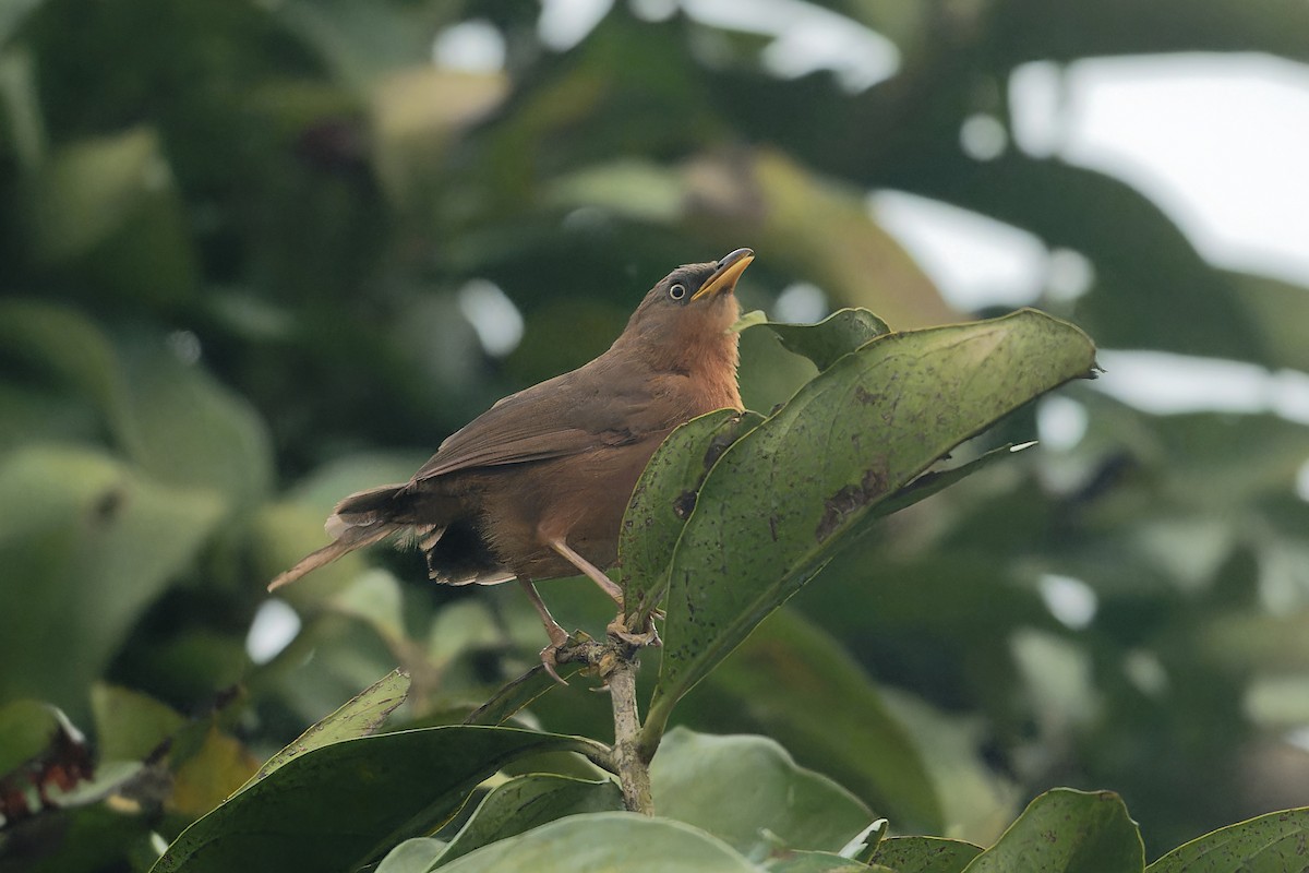 サビイロヤブチメドリ - ML646705789