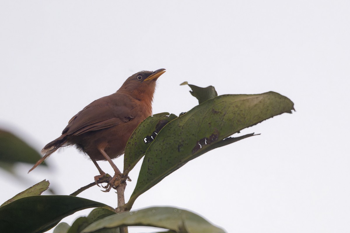 サビイロヤブチメドリ - ML646705794