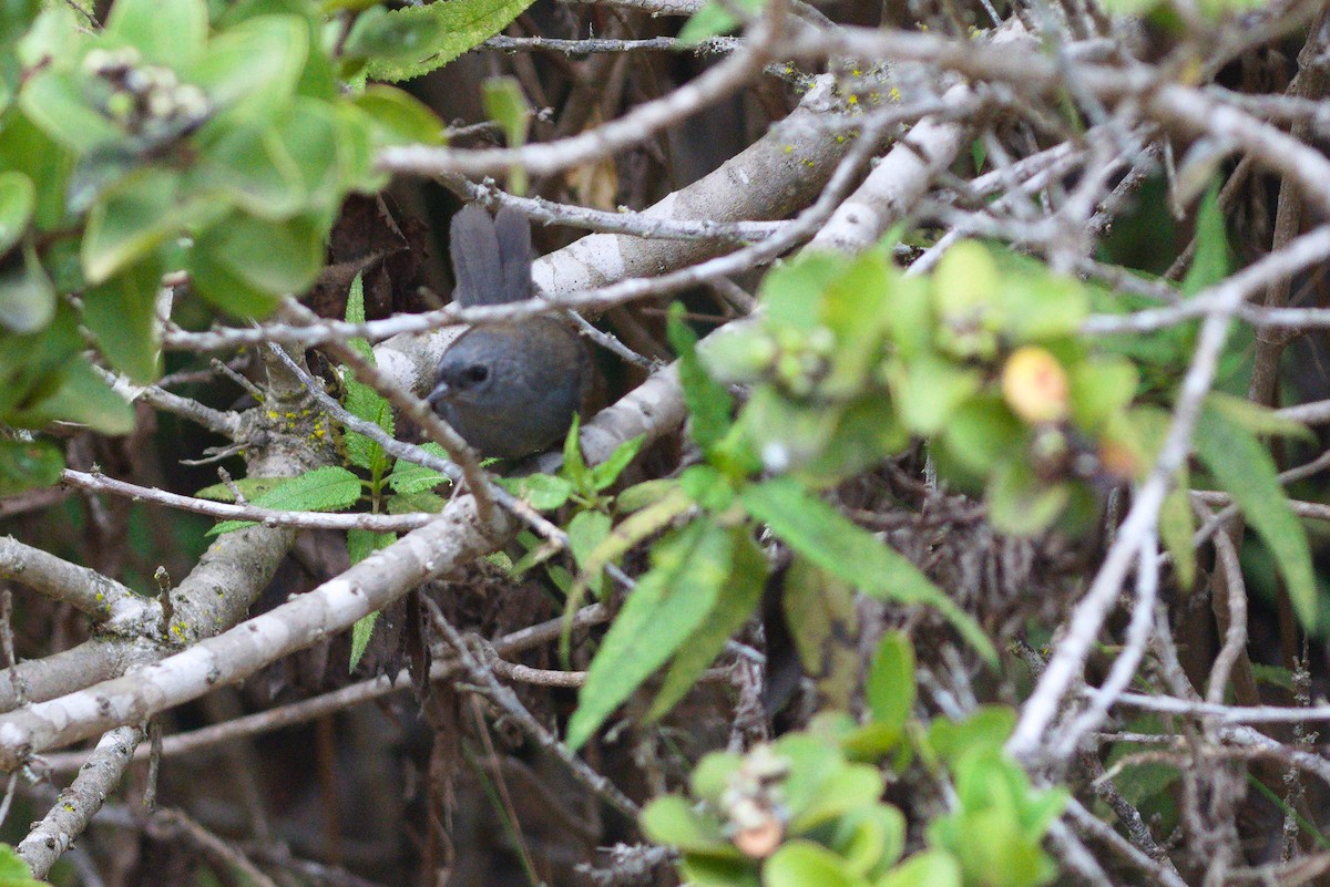 Dusky Tapaculo - ML646705796