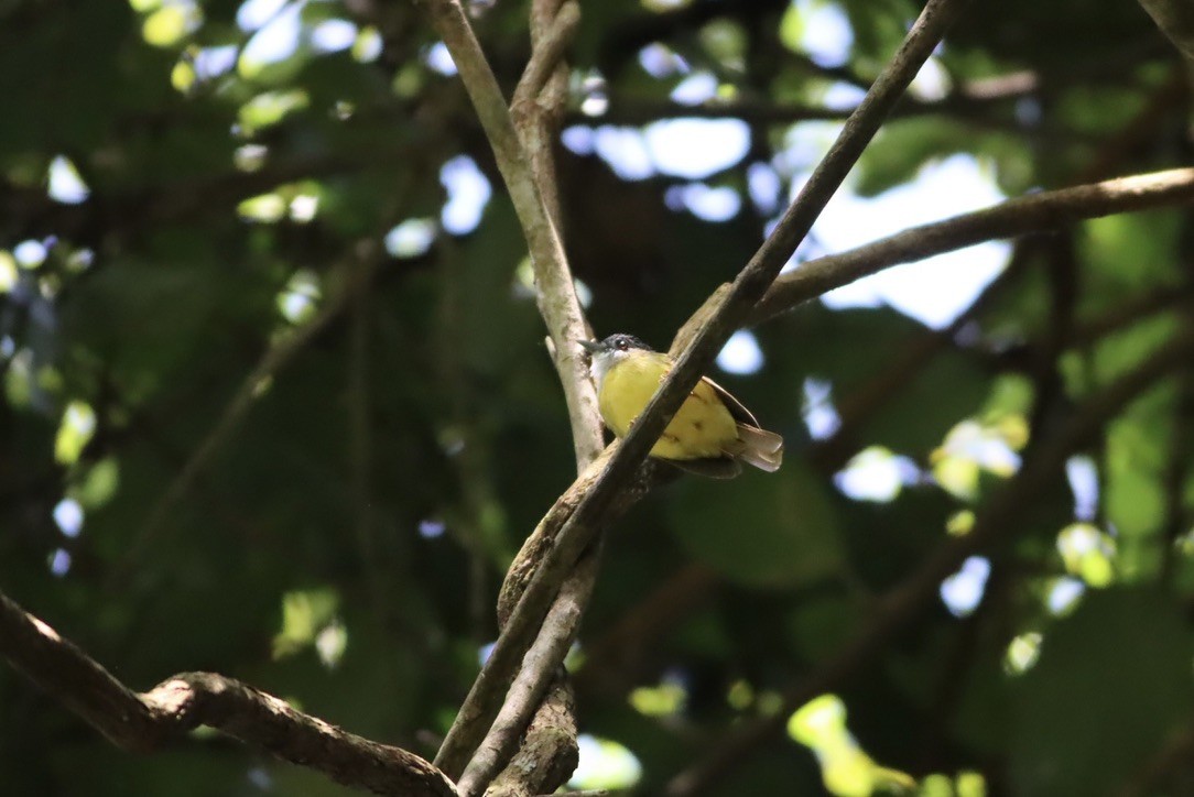 Bulbul à calotte grise - ML646705797