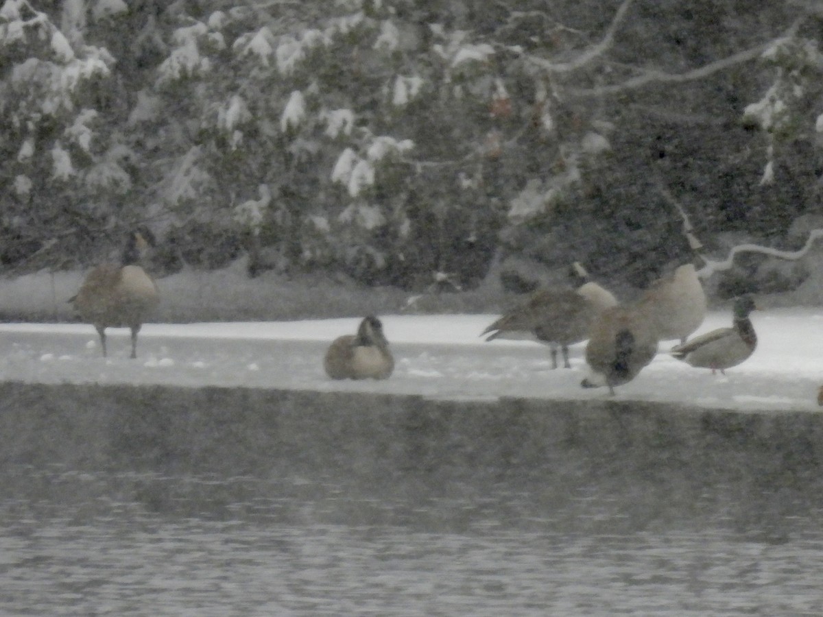 Bernache du Canada - ML646705798