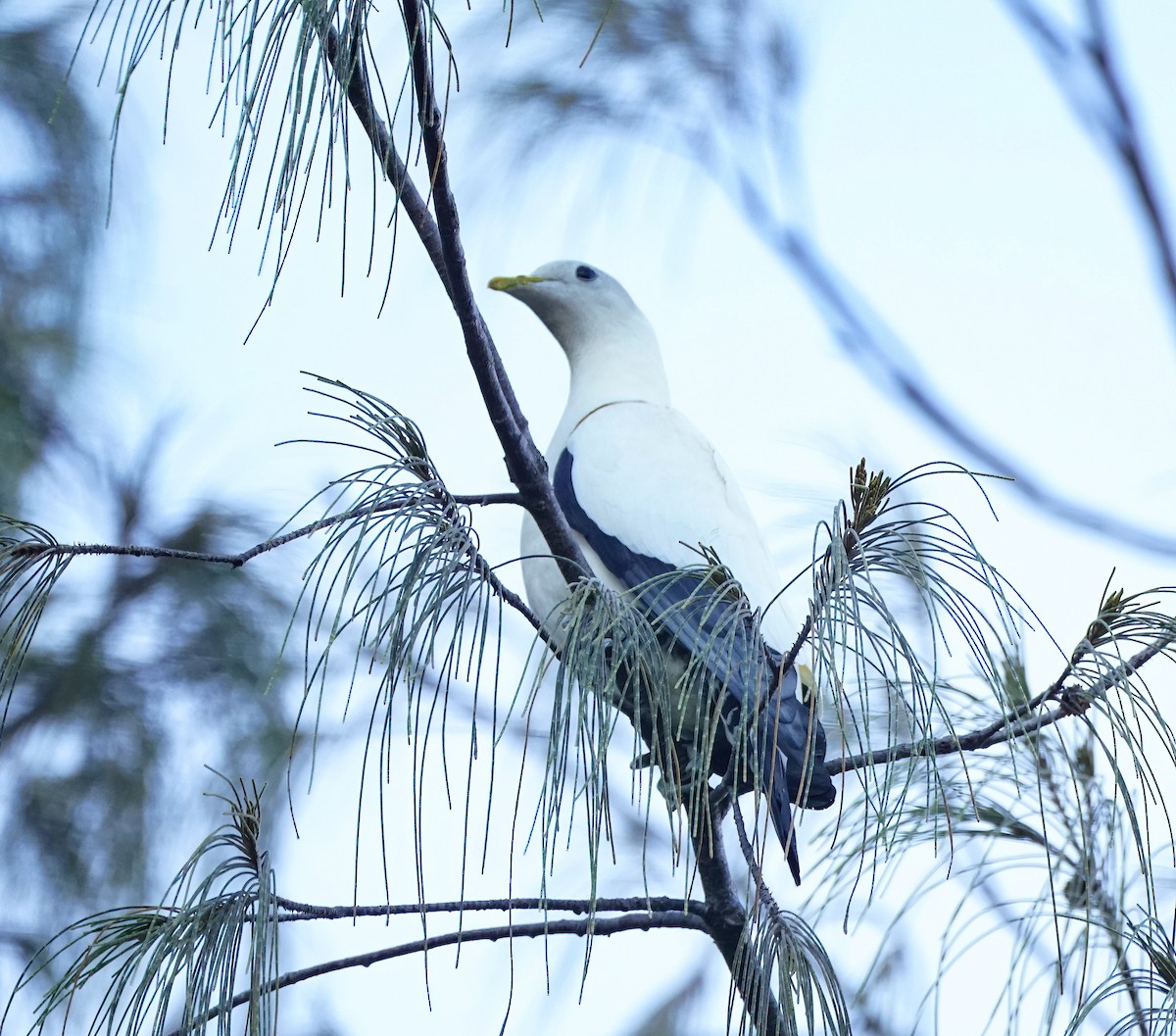 Torresian Imperial-Pigeon - ML646705801