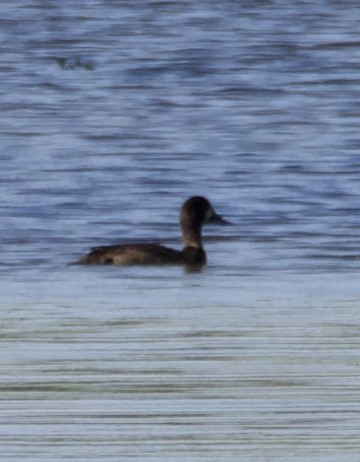 Greater Scaup - ML646705802