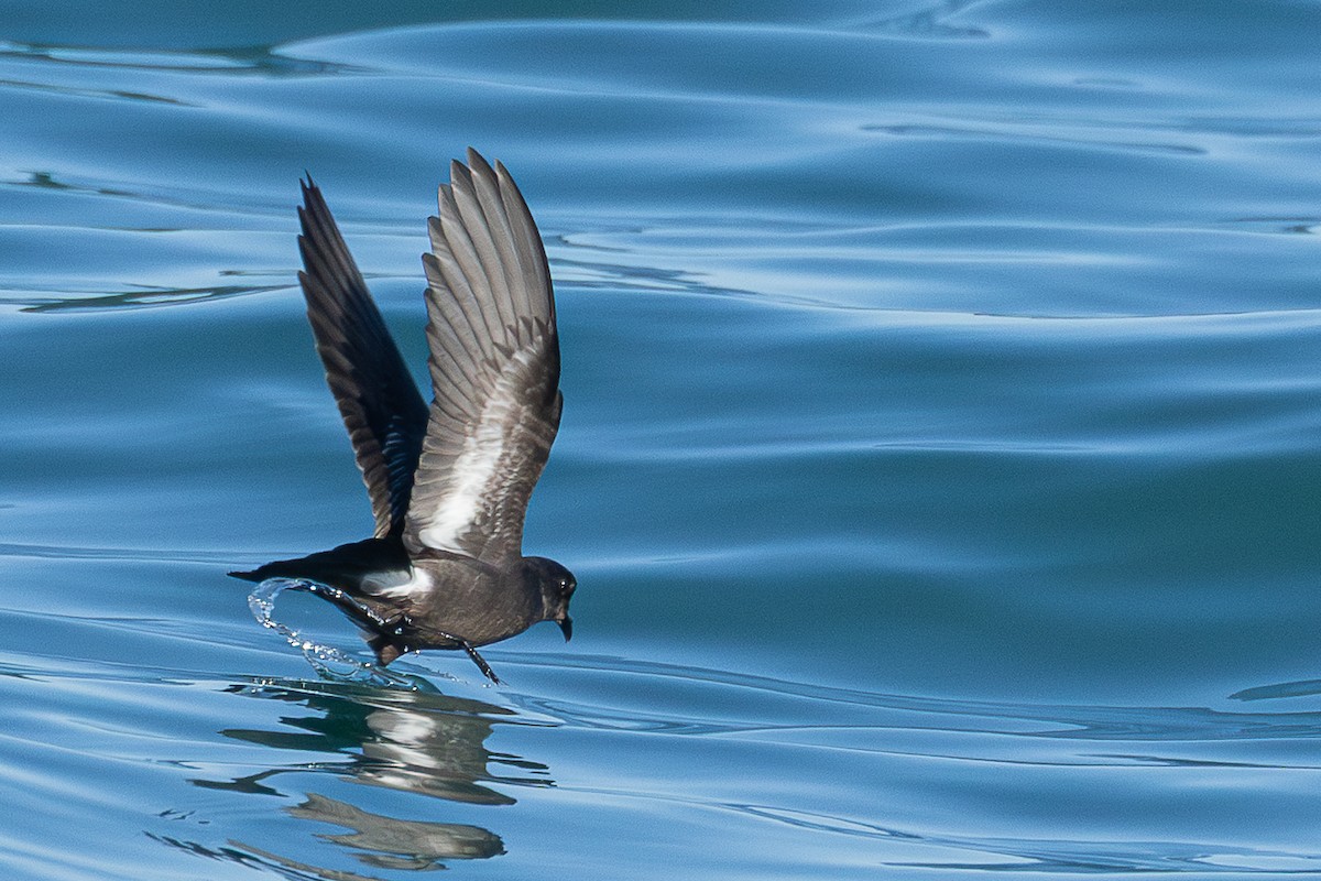 ヒメウミツバメ - ML646705803