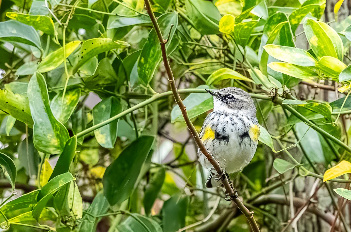 Миртовый певун - ML646705804