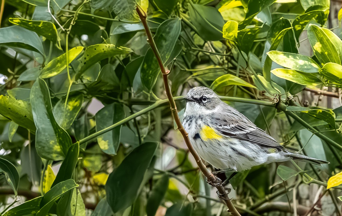 Миртовый певун - ML646705805