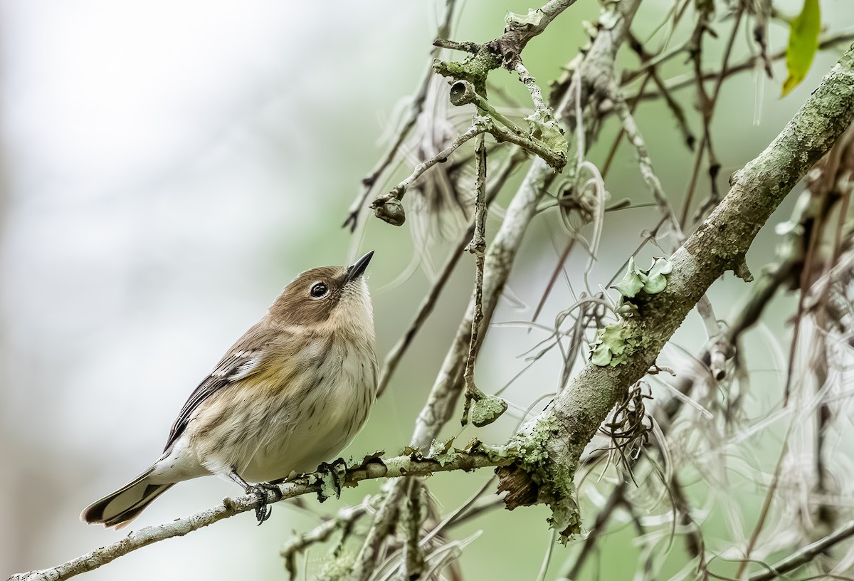 Миртовый певун - ML646705806