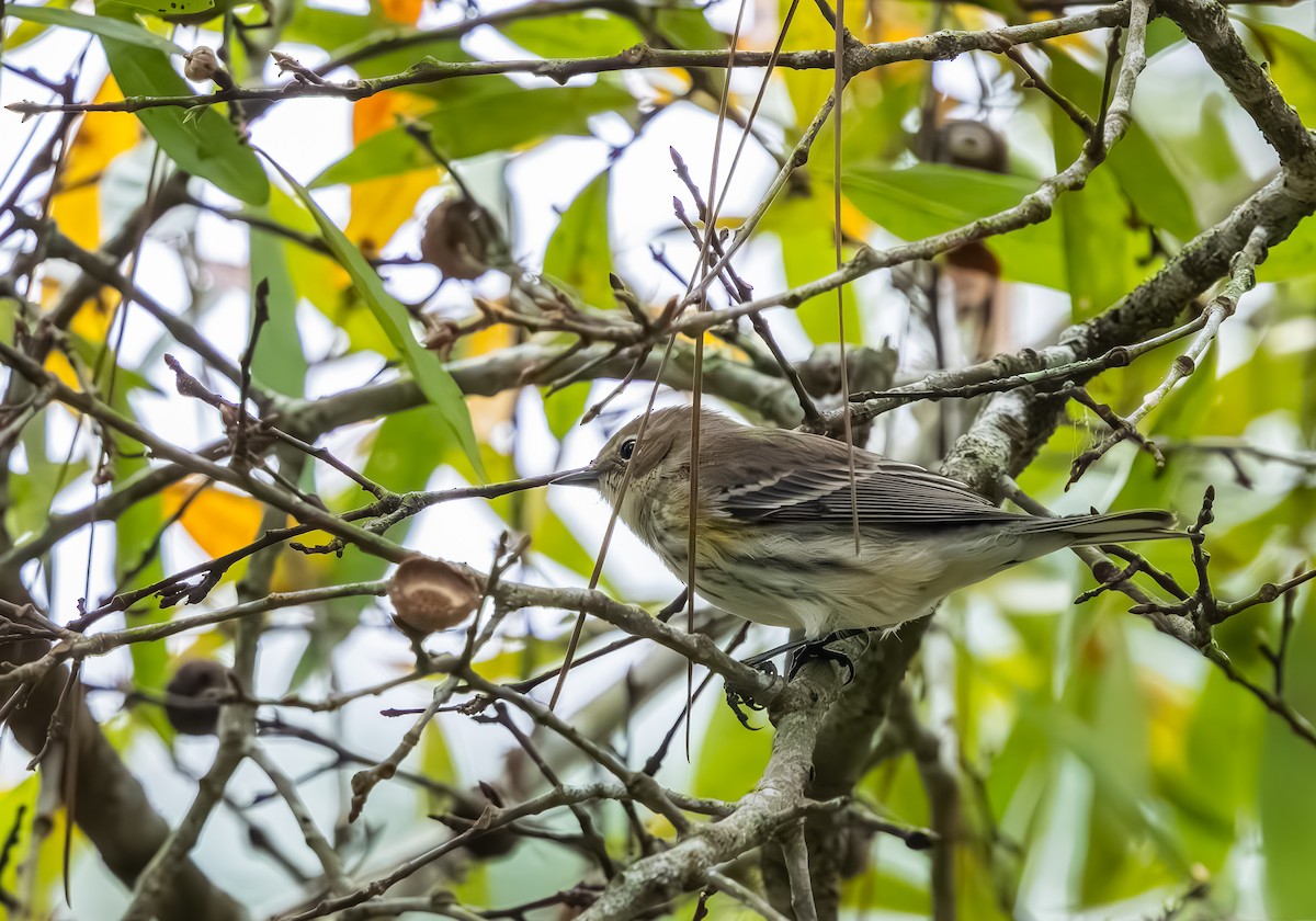 Миртовый певун - ML646705807