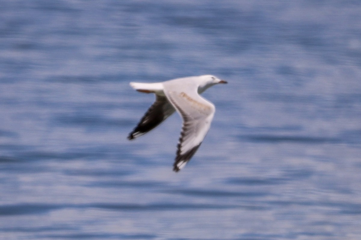 Silver Gull - ML646705808
