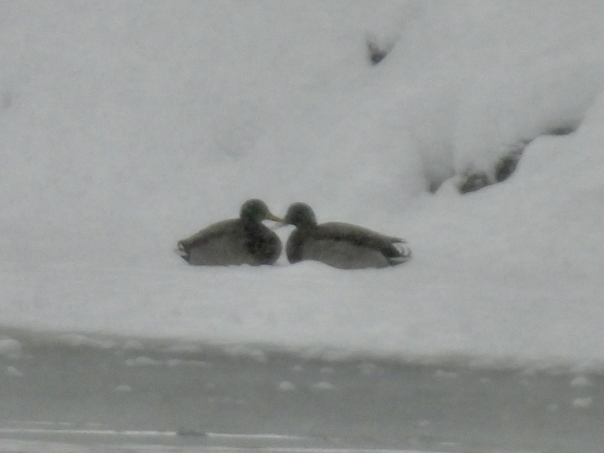 Canard colvert - ML646705810