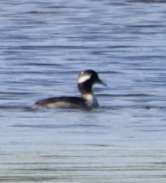 Bufflehead - ML646705813