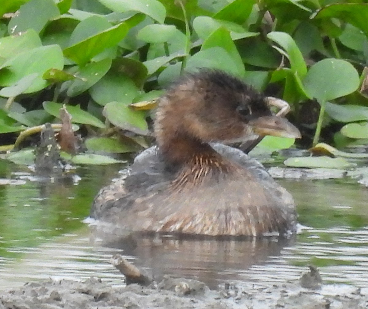 Пестроклювая поганка - ML646705814
