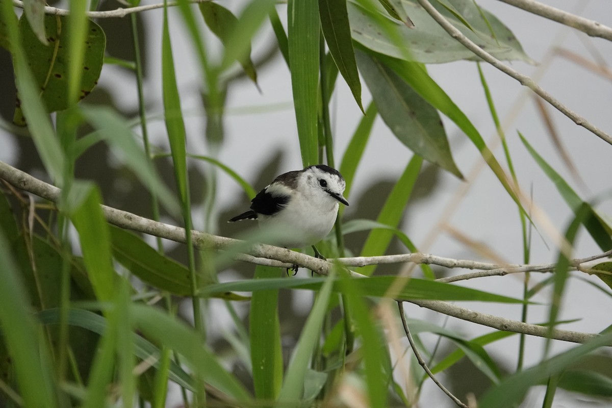 Pied Water-Tyrant - ML646705815
