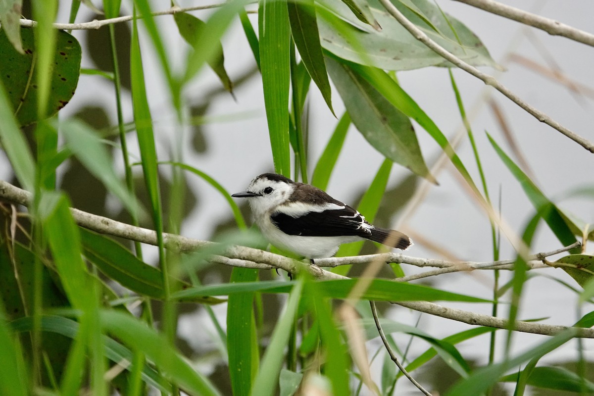 Pied Water-Tyrant - ML646705816