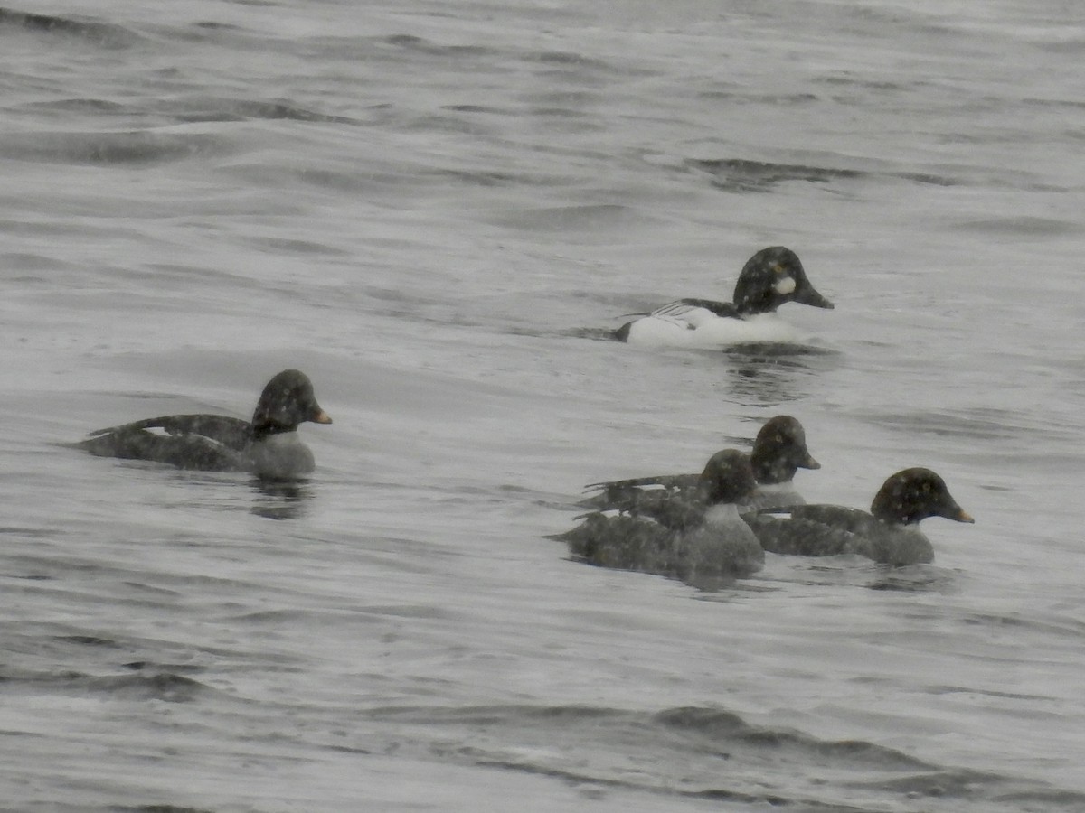 Garrot à oeil d'or - ML646705818