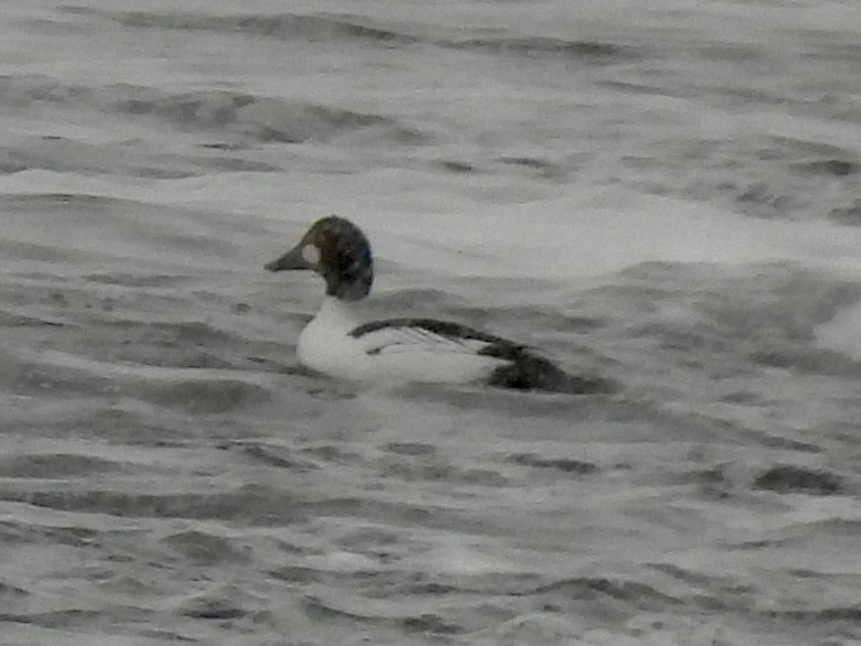 Garrot à oeil d'or - ML646705819