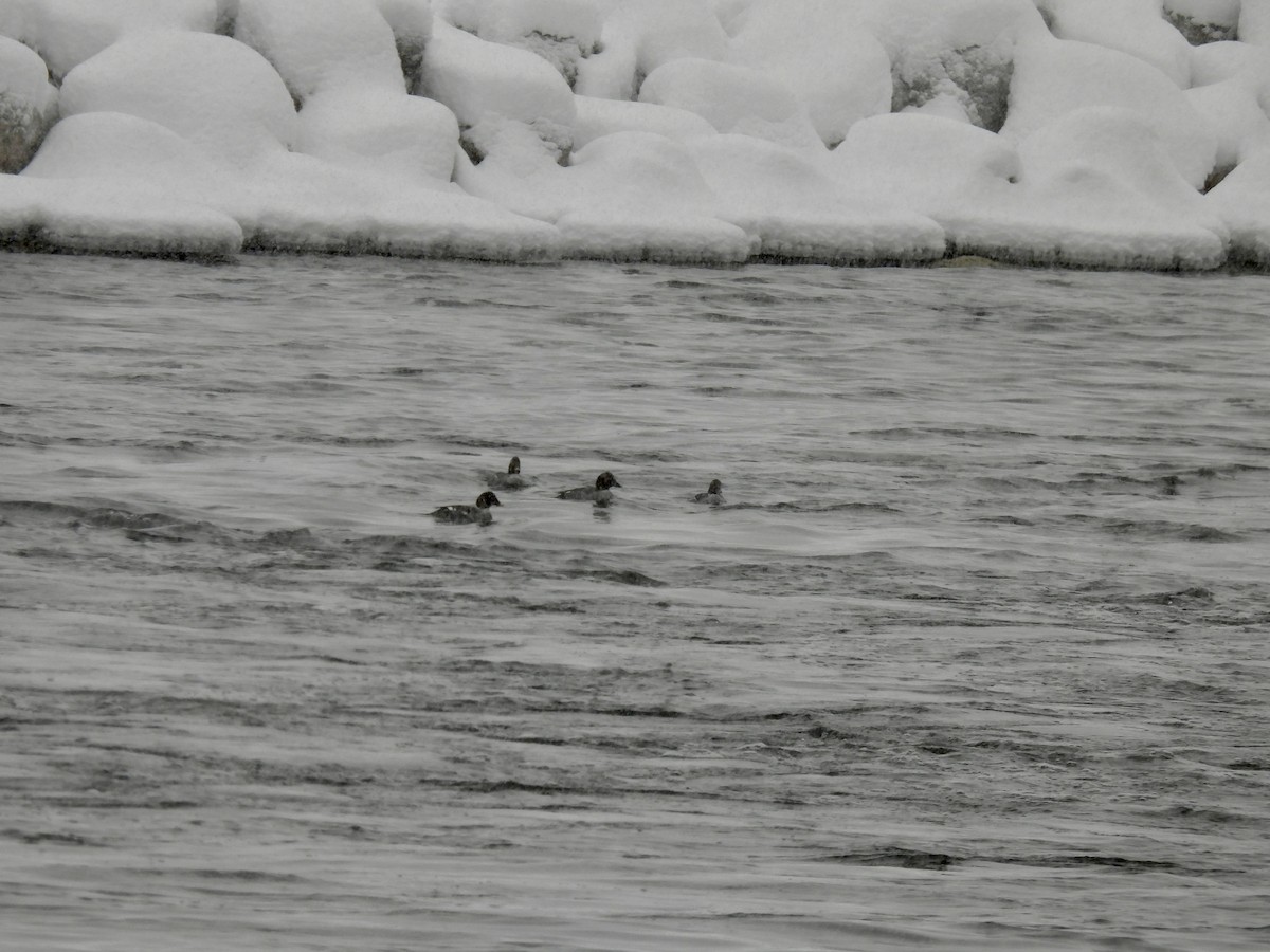 Garrot à oeil d'or - ML646705820