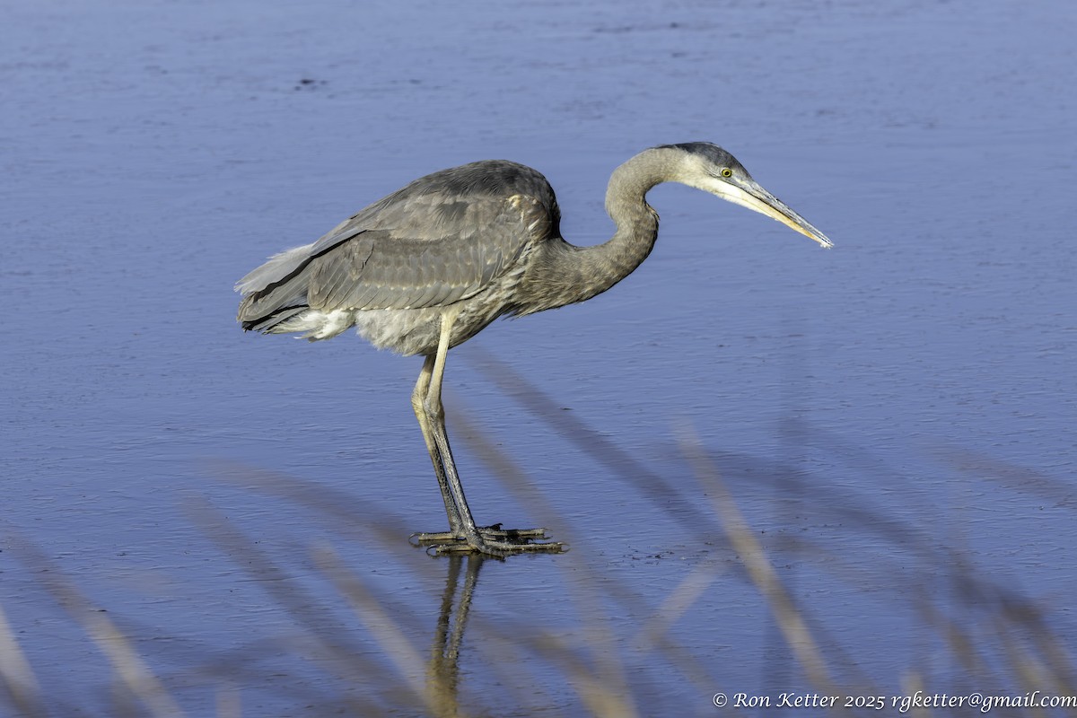 volavka velká - ML646705825