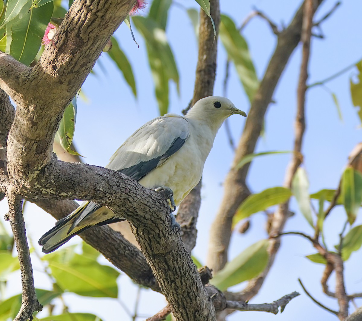 Torresian Imperial-Pigeon - ML646705828