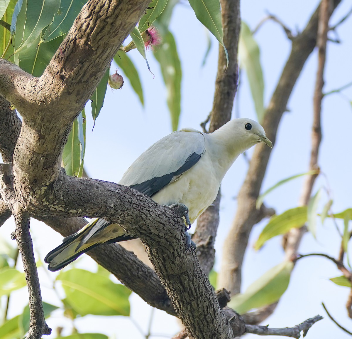 Torresian Imperial-Pigeon - ML646705829