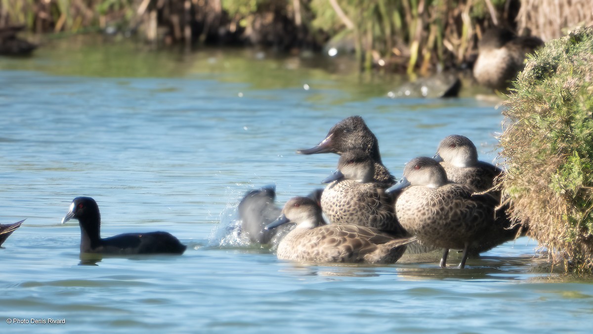 Freckled Duck - ML646705832