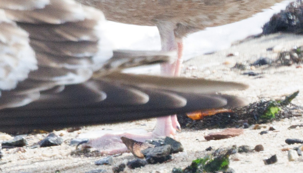 Larus sp. - ML646705834
