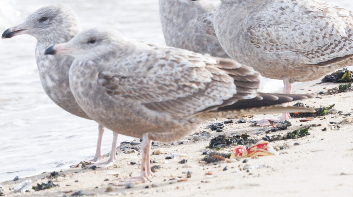 Larus sp. - ML646705835