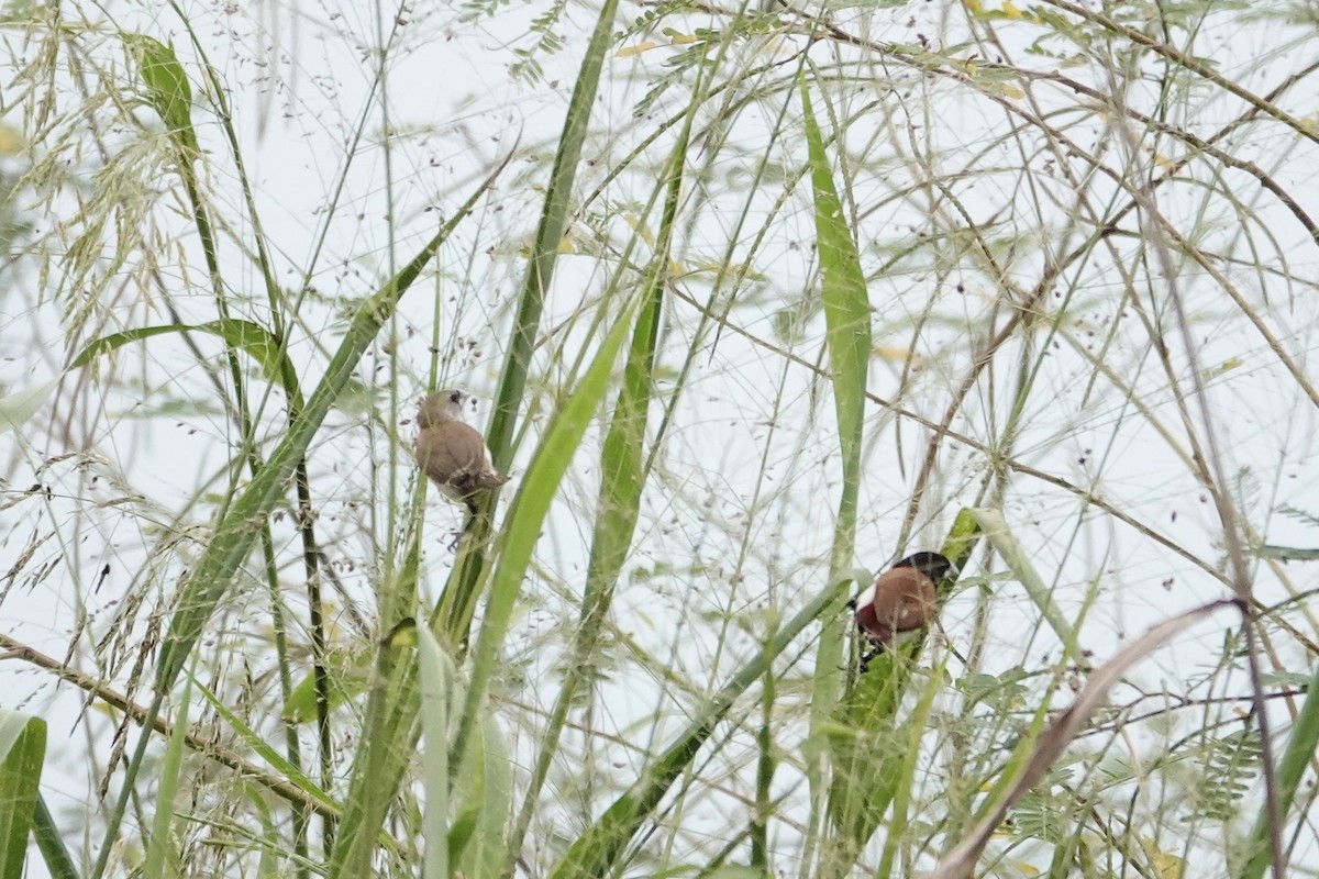 Tricolored Munia - ML646705836