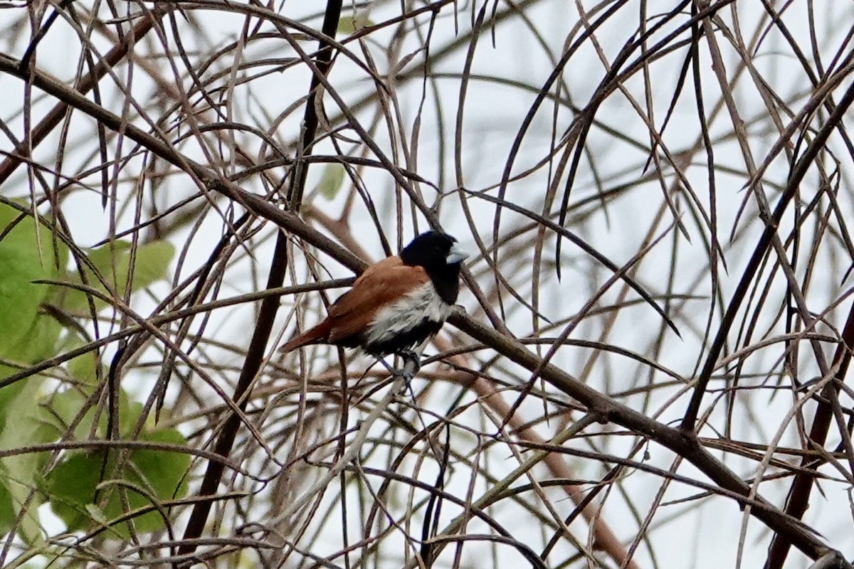 Tricolored Munia - ML646705837