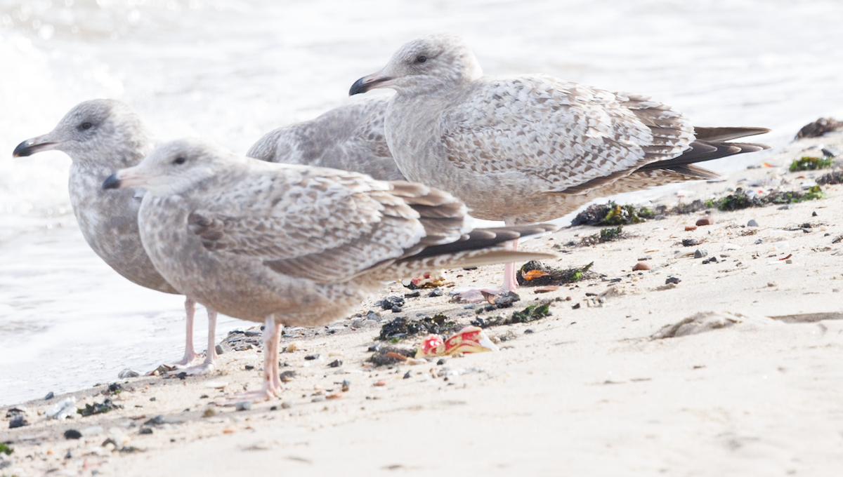Larus sp. - ML646705838