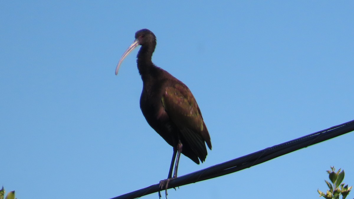 White-faced Ibis - ML646705839