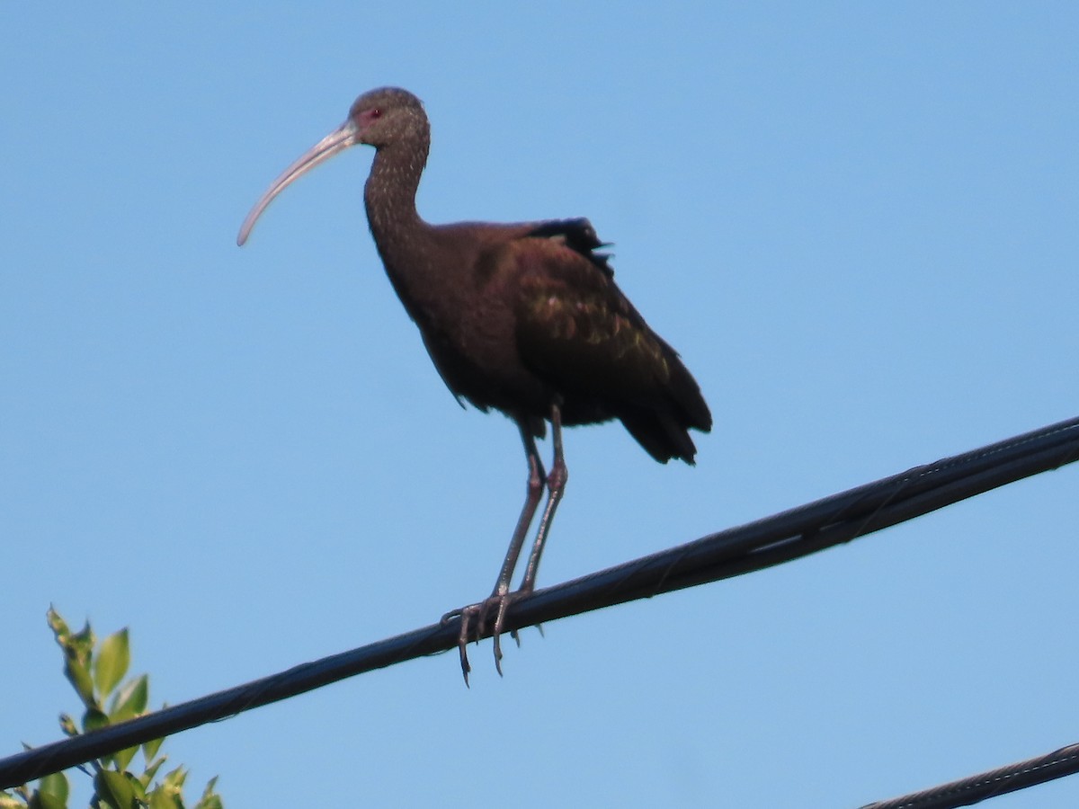 White-faced Ibis - ML646705840