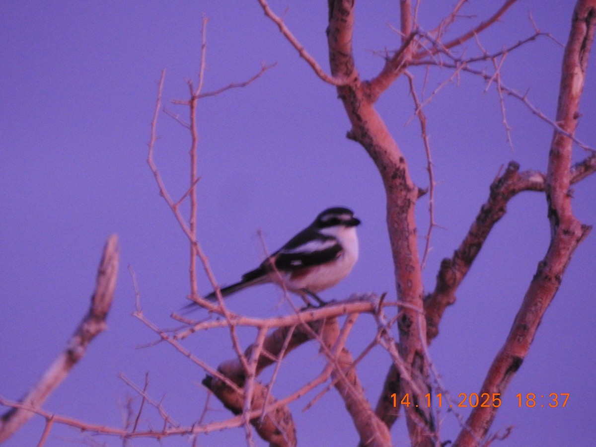 Fiskalwürger - ML646705842